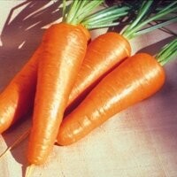 Морковь Ред Кор, 0,5кг