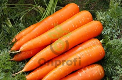 (м.ф.) Морковь Королева осени 10г XXXL Сембат