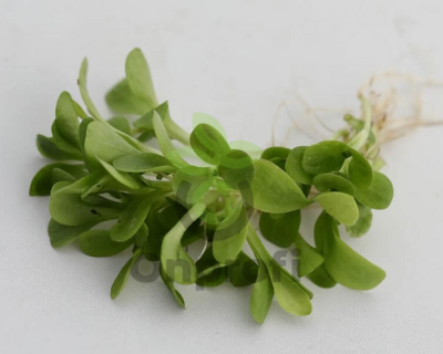 Микрозелень Цикорий листовой зеленый Джельсомино, 20гр