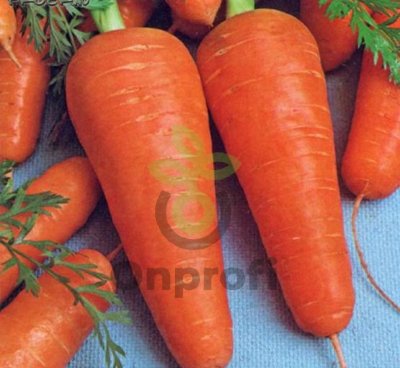 Морковь Курода Шантане, 25гр (фасовка)