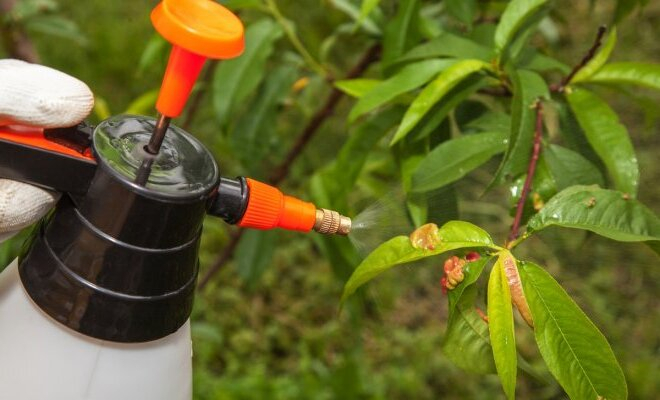 Фунгициды: какие реально работают и как применять, чтобы не потерять урожай