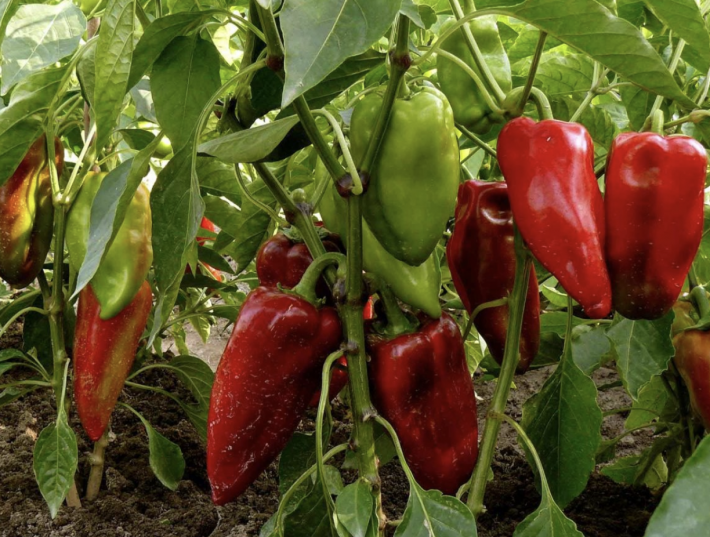 Сколько всходят семена перца и как ускорить всходы: от замачивания до правильной посадки