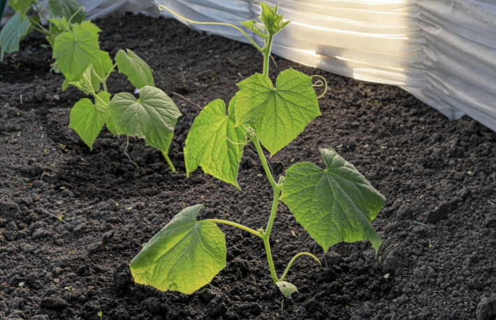 Посадка огурцов семенами: когда сажать, как прорастить и через сколько всходят