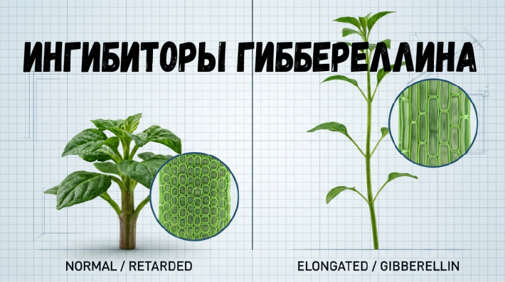 Ретарданты и ингибиторы гиббереллина: экспертное руководство по регуляторам роста растений