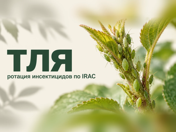 Как победить резистентную тлю: полное руководство по ротации инсектицидов по IRAC