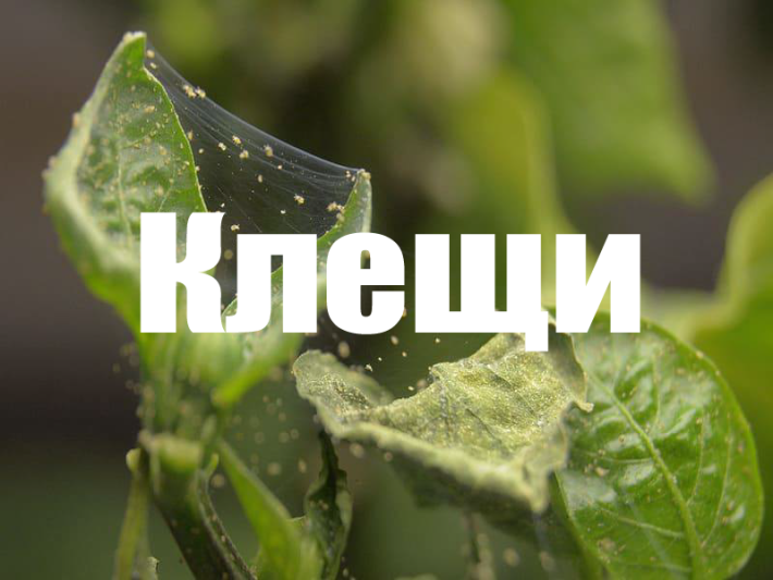 Акарициды против клещей: классификация IRAC, таблицы эффективности и схемы баковых смесей
