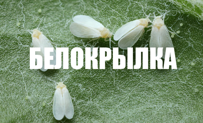 Как избавиться от белокрылки: эффективные методы, схемы защиты и агрохаки.