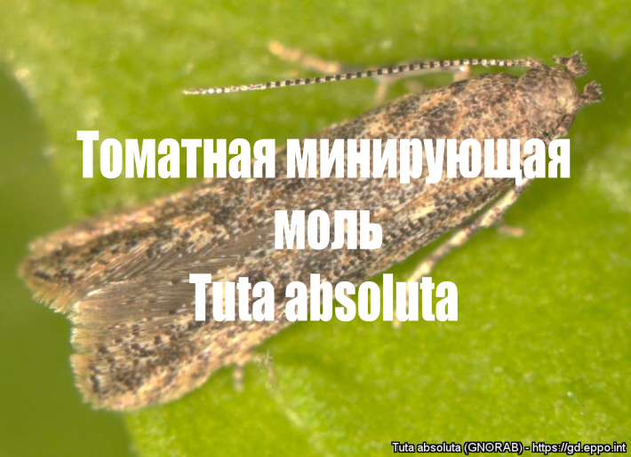 Как избавиться от томатной моли (Тута Абсолюта): эффективные методы, препараты и ротация IRAC