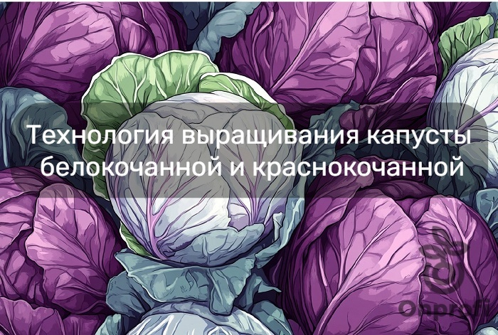 Интенсивная технология выращивания капусты белокочанной и краснокочанной