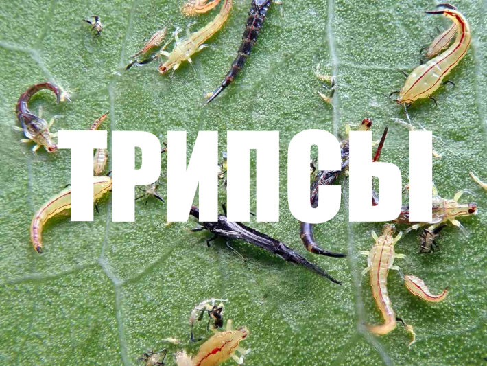 Как бороться с трипсами: эффективные схемы и методы уничтожения вредителя
