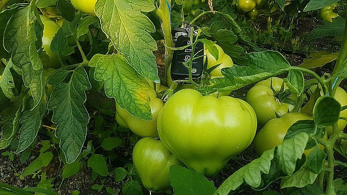 Фото растений