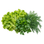 Салат и зелень