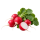 Редис