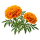 Бархатцы Sakata.Flowers