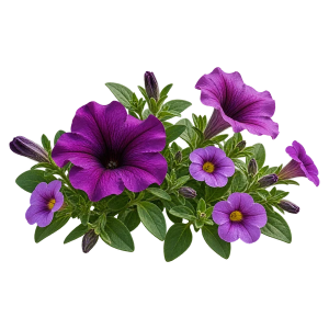Петуния и калибрахоа Sakata.Flowers