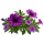Петуния и калибрахоа Sakata.Flowers