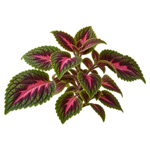 Колеус Sakata.Flowers