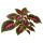 Колеус Sakata.Flowers