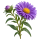 Астра Sakata.Flowers
