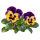 Виола Sakata.Flowers