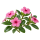 Катарантус