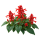 Сальвия