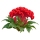 Целозия Sakata.Flowers