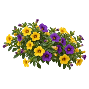 Калибрахоа