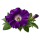 Крупноцветковая (грандифлора) Sakata.Flowers