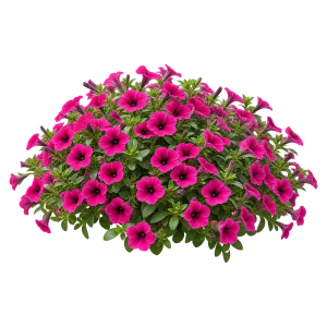 Мультифлора и миллифлора Sakata.Flowers