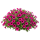 Мультифлора и миллифлора Sakata.Flowers