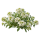 Алиссум