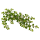 Бакопа