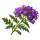 Вербена