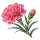 Гвоздика Sakata.Flowers