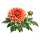 Георгина