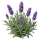 Лаванда