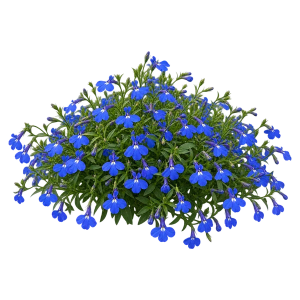 Лобелия