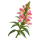 Львиный зев Sakata.Flowers