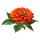 Цинния Sakata.Flowers
