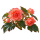 Бегония Sakata.Flowers