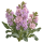 Маттиола Sakata.Flowers