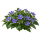 Экзакум