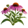 Эхинацея