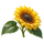 Подсолнечник Sakata.Flowers
