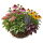 Многолетние  Sakata.Flowers