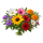 Однолетние Sakata.Flowers