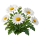 Маргаритка Sakata.Flowers