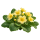 Примула Sakata.Flowers