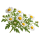 Матрикария
